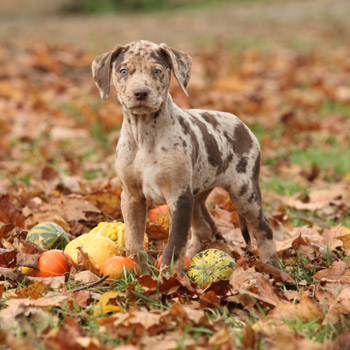 image of dog playing in fall leaves
